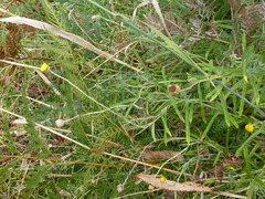 Coronidium gunnianum