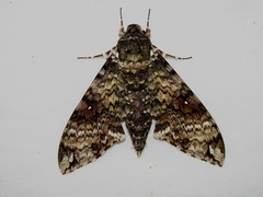 Manduca schausi