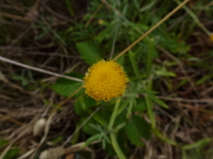 Coronidium gunnianum