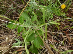 Coronidium gunnianum