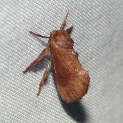 Monoleuca occidentalis