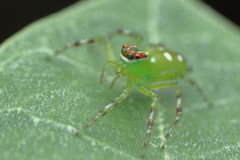 Epeus indicus