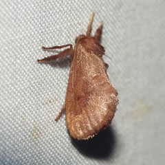 Monoleuca occidentalis