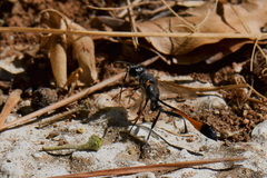 Ammophila laevicollis