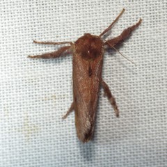 Monoleuca occidentalis