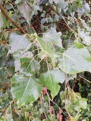 Populus nigra