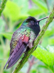 Eupherusa nigriventris