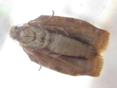 Choristoneura longicellana