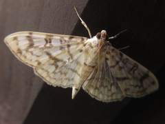 Haritalodes derogata
