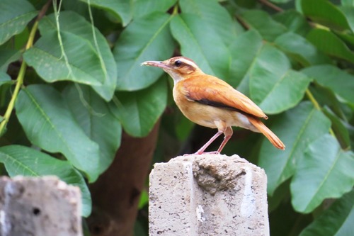 Pale-legged Hornero