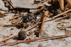 Ammophila laevicollis
