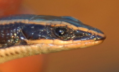 Dwarf Plated Lizard photo 5