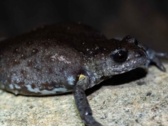 Pseudophryne dendyi
