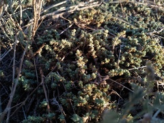 Camphorosma monspeliaca