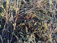 Camphorosma monspeliaca