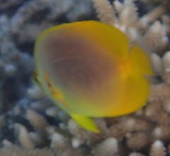 Chaetodon aureofasciatus