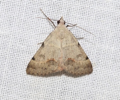 Hemeroplanis historialis