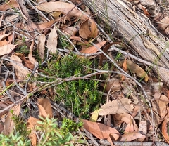 Styphelia appressa