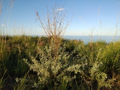 Halimodendron halodendron