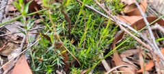 Styphelia appressa