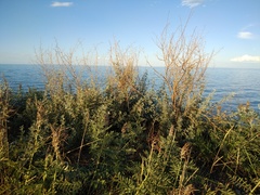 Halimodendron halodendron