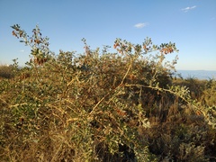 Halimodendron halodendron