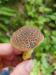 Xerocomellus rainisiae