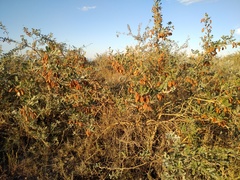 Halimodendron halodendron