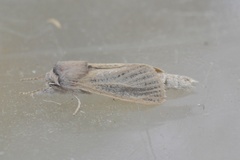 Phragmataecia castaneae