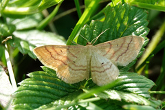Idaea rufaria