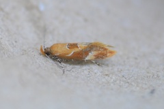 Epicallima formosella