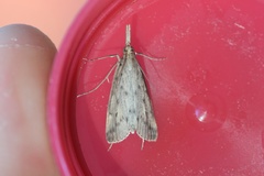 Schoenobius gigantella