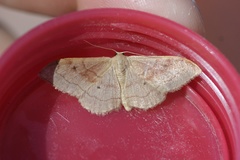 Idaea rubraria