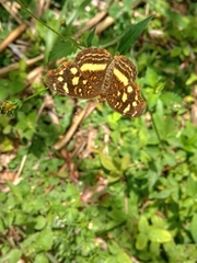 Anthanassa drusilla