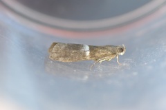 Elegia similella