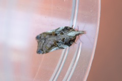 Acleris cristana