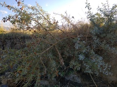 Halimodendron halodendron