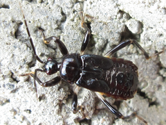 Ectrychotes andreae