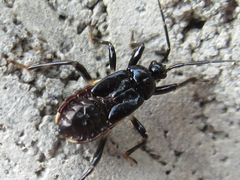 Ectrychotes andreae
