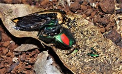 Calodema regalis