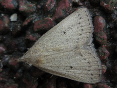 Stenhypena nigripuncta