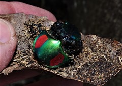 Calodema regalis