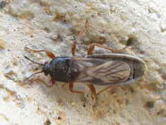 Dimorphopterus pallipes