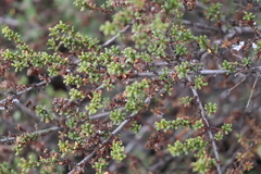 Ceanothus dentatus