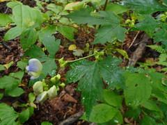 Aconitum axilliflorum