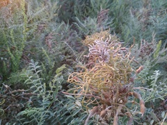 Sophora alopecuroides