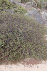 Ceanothus dentatus