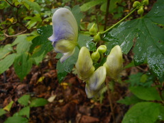 Aconitum axilliflorum