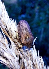Eurygaster testudinaria