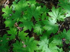 Acer pseudosieboldianum